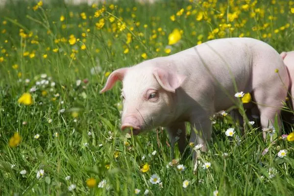 Ferkel auf der Wiese