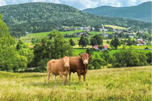 Rinder auf der Weide in der Oberpfalz